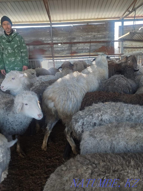 ?oh, then? you (sheep, rams) Almaty - photo 1
