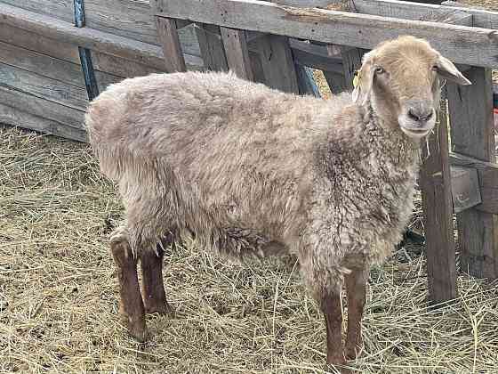 Продам овцу 2 года  Осакаровка