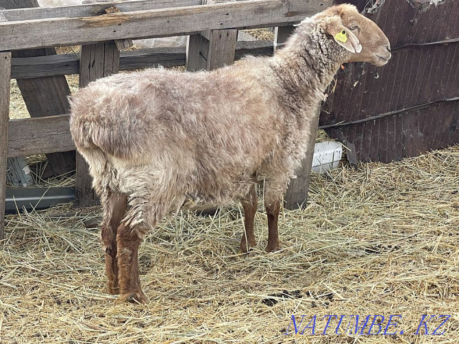 2 year old sheep for sale Osakarovka - photo 1