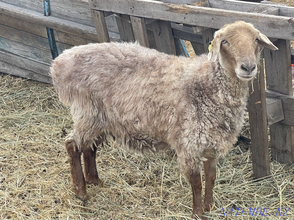 Продам овцу 2 года Осакаровка - изображение 2