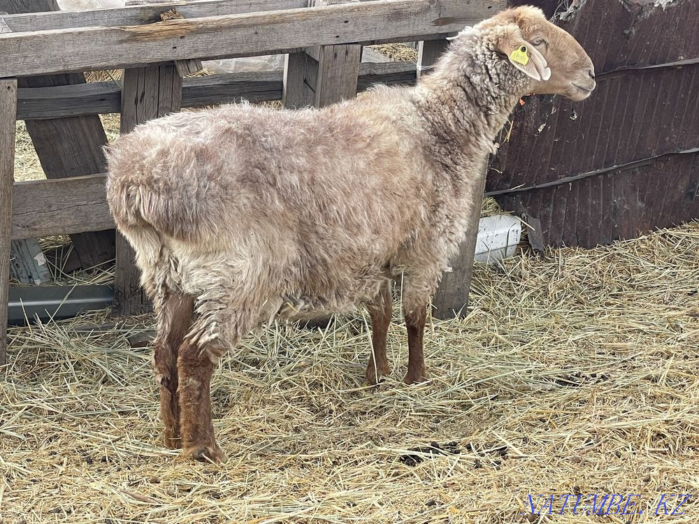 Продам овцу 2 года Осакаровка - изображение 1