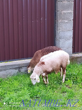 oh ose sheep  - photo 3