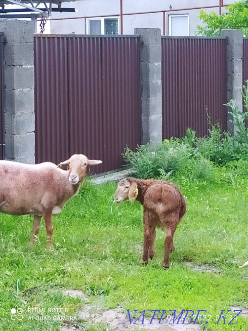 ?ой ?озы овца  - изображение 4