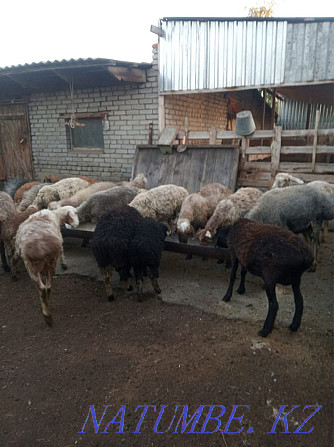 Бараны, овцы Мичуринское - изображение 1