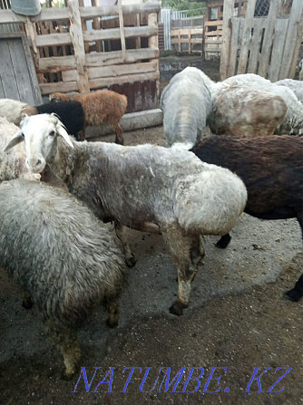 Бараны, овцы Мичуринское - изображение 4