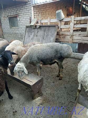 Бараны, овцы Мичуринское - изображение 2