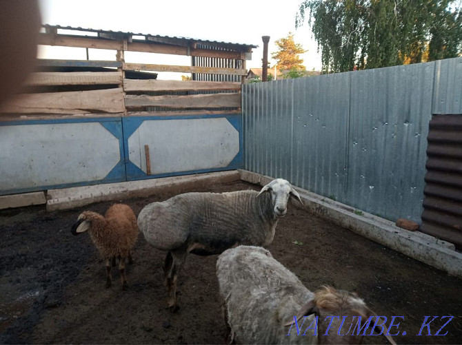 Бараны, овцы Мичуринское - изображение 3