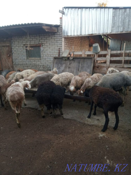 Бараны, овцы Мичуринское - изображение 1