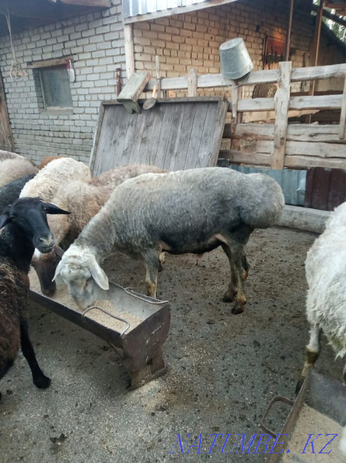 Бараны, овцы Мичуринское - изображение 2