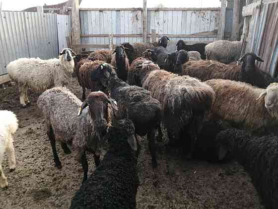 Овцы едильбайской породы  Орал
