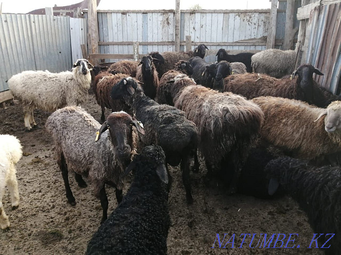 Овцы едильбайской породы Уральск - изображение 1