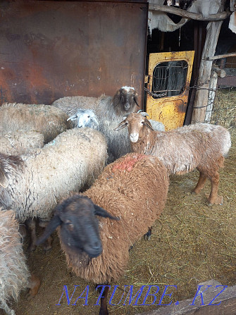 Sheep rams bonfire  - photo 2