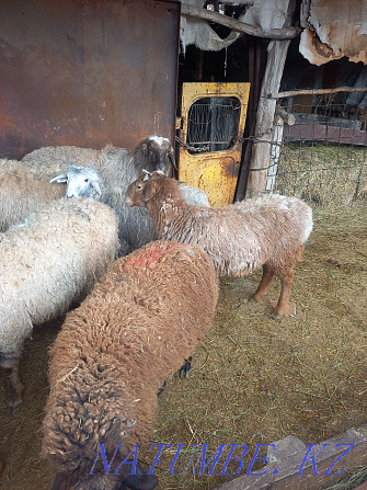 Sheep rams bonfire  - photo 3