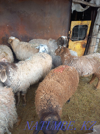 Sheep rams bonfire  - photo 4