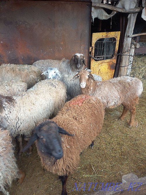 Овцы бараны кострат  - изображение 2