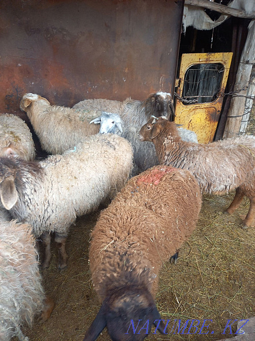 Овцы бараны кострат  - изображение 4