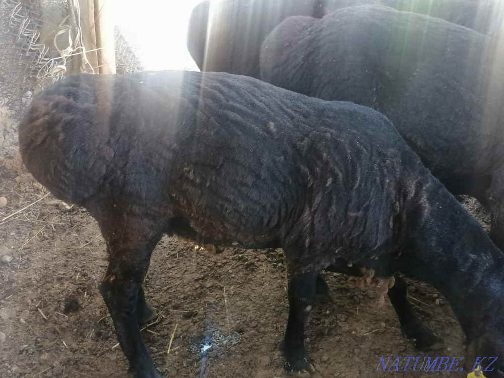 Rams, sheep.  - photo 4