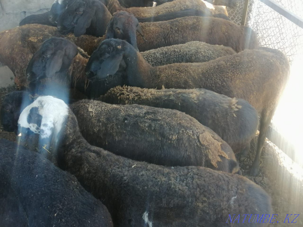 Rams, sheep.  - photo 2