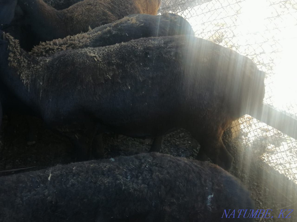 Rams, sheep.  - photo 1