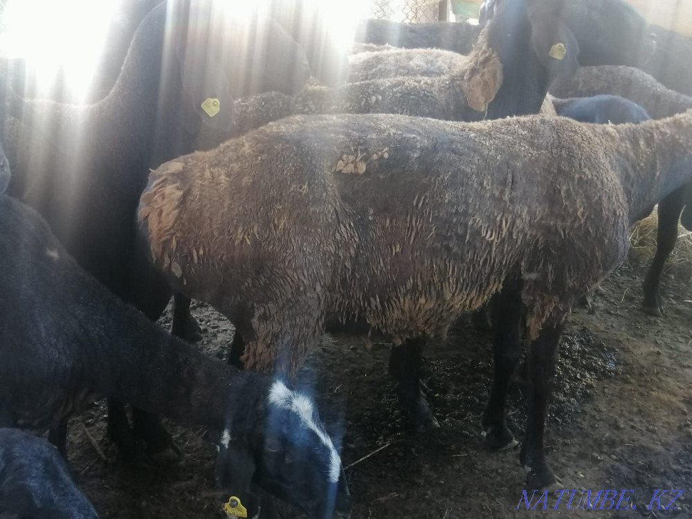 Rams, sheep.  - photo 3