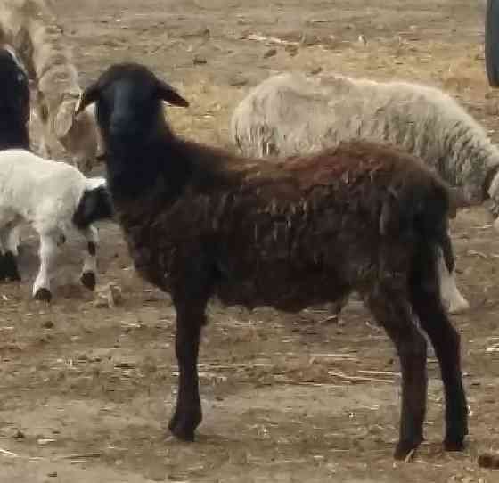 Продам ярку (овца, баран) на мясо  Петропавл
