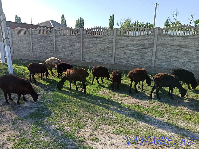 Бараны овцы койлар Балуана Шолака - изображение 1