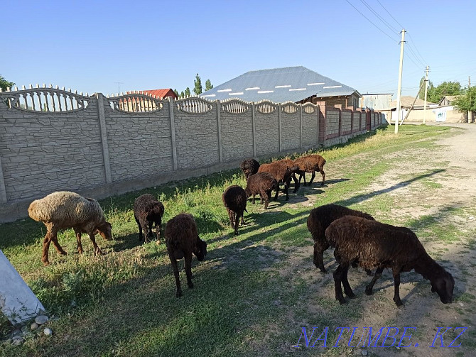 Бараны овцы койлар Балуана Шолака - изображение 3