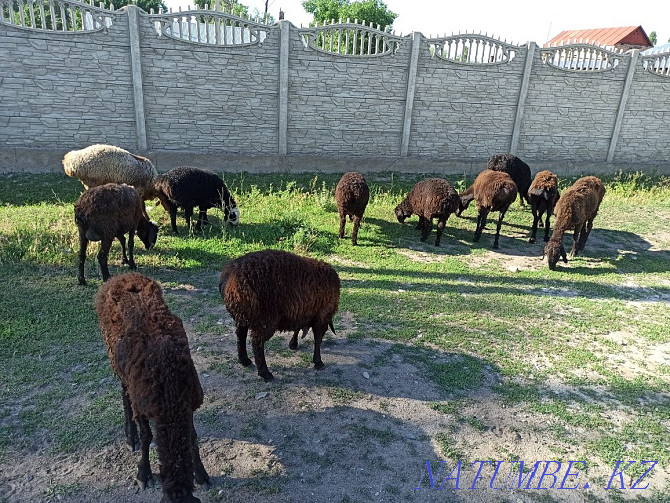 Бараны овцы койлар Балуана Шолака - изображение 2