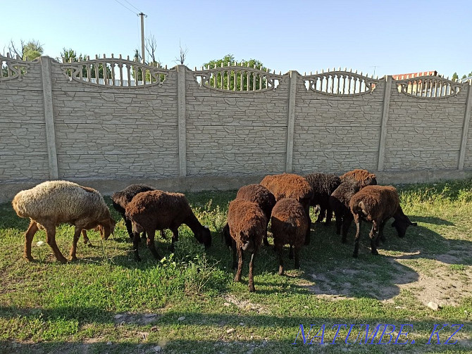 Бараны овцы койлар Балуана Шолака - изображение 4