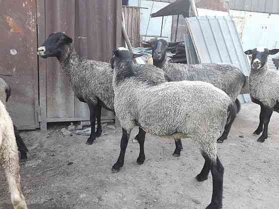 Срочно продам романовский овца матки Almaty
