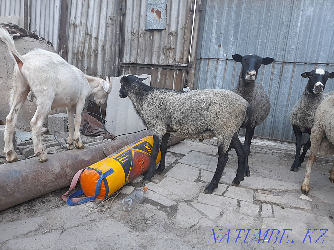 Urgently selling Romanovsky sheep uterus Almaty - photo 4