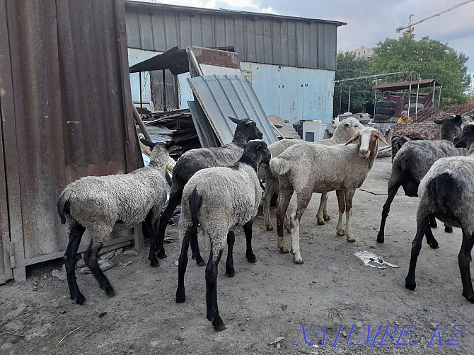 Urgently selling Romanovsky sheep uterus Almaty - photo 2