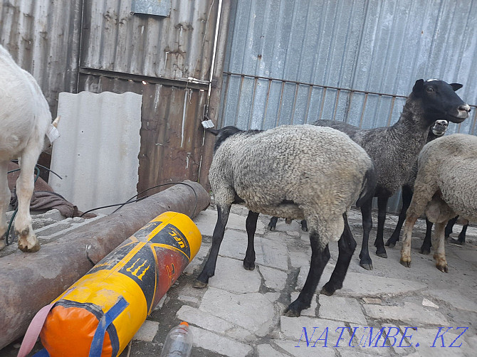 Urgently selling Romanovsky sheep uterus Almaty - photo 3