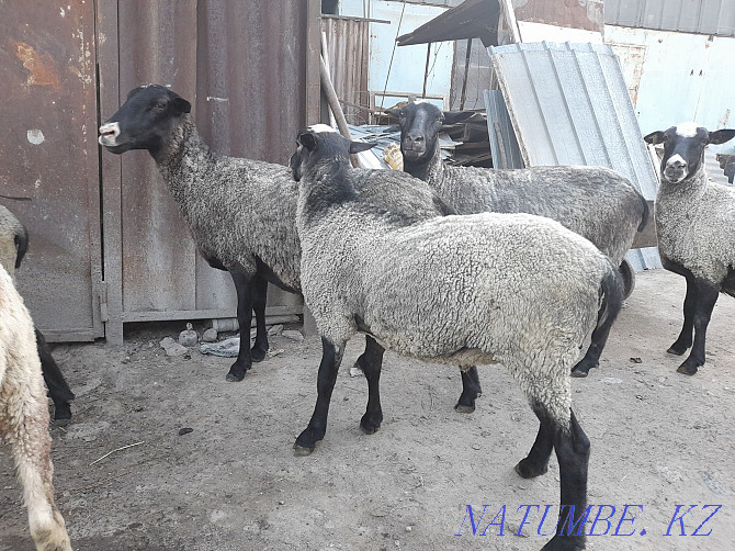 Urgently selling Romanovsky sheep uterus Almaty - photo 1