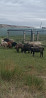 Продается овцы с ягненками Kostanay