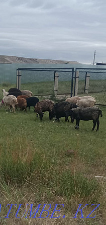 Продается овцы с ягненками Костанай - изображение 1