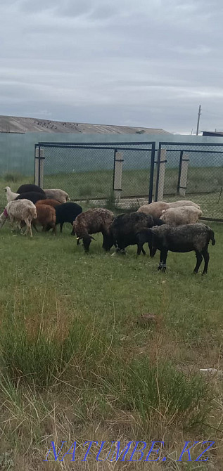 Продается овцы с ягненками Костанай - изображение 1