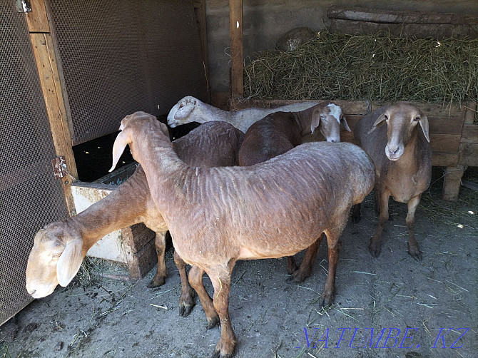 Fattened sheep for sale 5 heads for 75 000 tenge  - photo 4