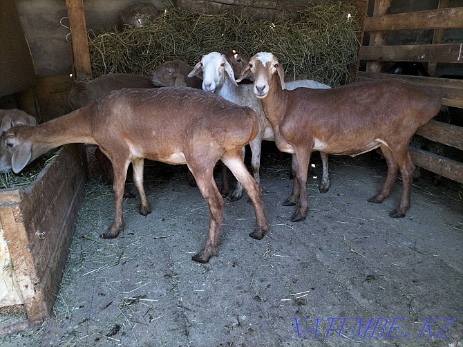 Fattened sheep for sale 5 heads for 75 000 tenge  - photo 2