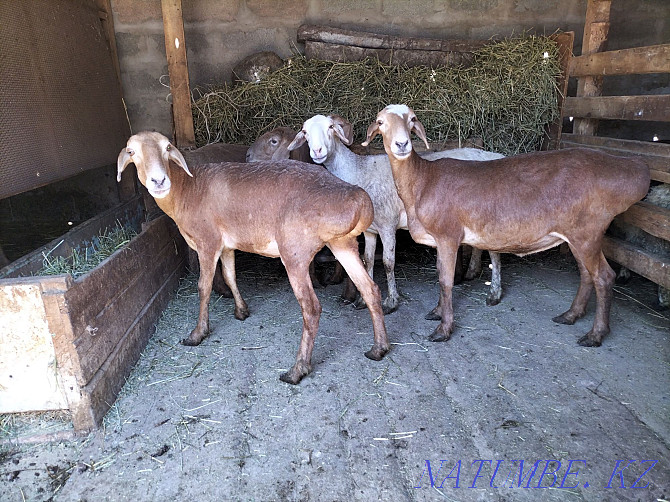 Fattened sheep for sale 5 heads for 75 000 tenge  - photo 3