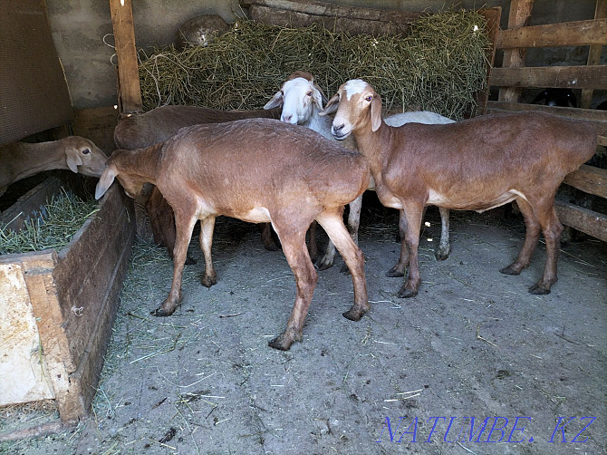 Fattened sheep for sale 5 heads for 75 000 tenge  - photo 1