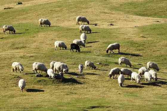отар овец овцы баран ягненок 90 штук Астана