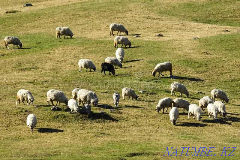 flock of sheep sheep ram lamb 90 pieces Astana - photo 1