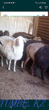 Бараны и овцы от 40.000тенге Костанай - изображение 1