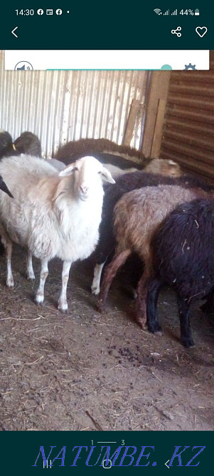 Rams and sheep from 40.000 tenge Kostanay - photo 1
