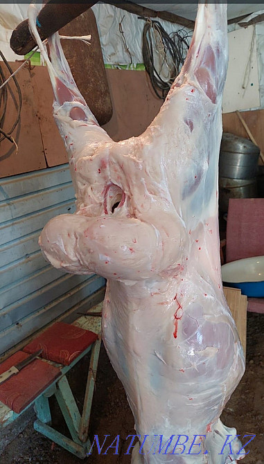 Бараны, токтылар, овцы, мясо барана  - изображение 1