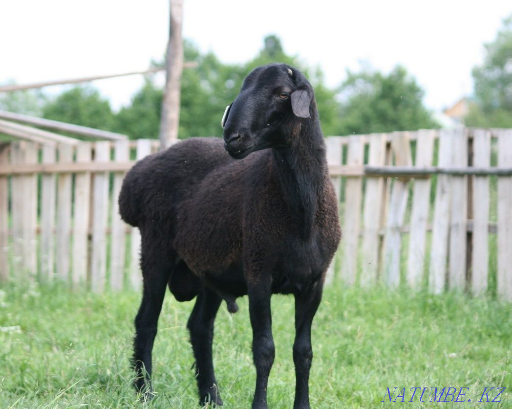 Бараны овцы кой козы Кайтпас - изображение 1