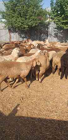 Овцы бараны молодняк продаются большой выбор г Алматы. Almaty