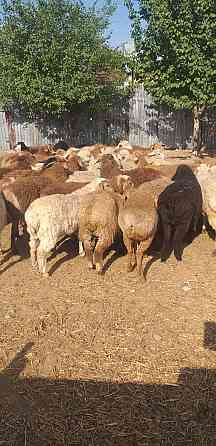Овцы бараны молодняк продаются большой выбор г Алматы. Almaty