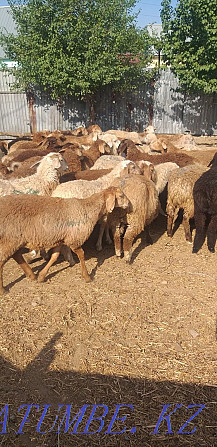 Sheep young rams are sold a large selection of Almaty. Almaty - photo 1